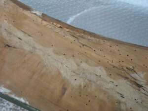 Attacco xilofago alla cornice